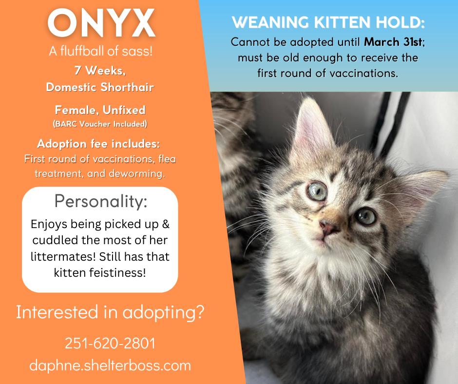 Onyx #C-155: Female Cat