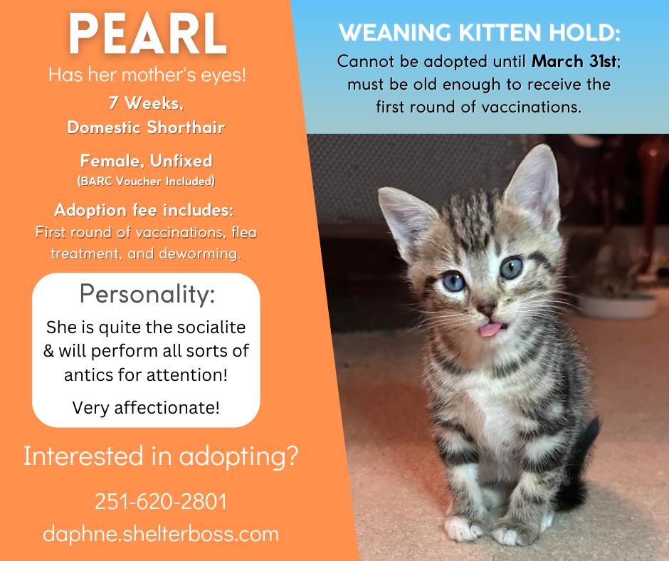 Pearl #C-157: Female Cat