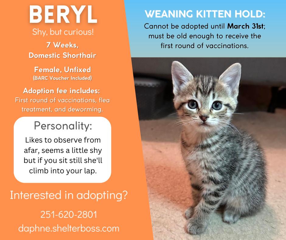 Beryl #C-159: Female Cat