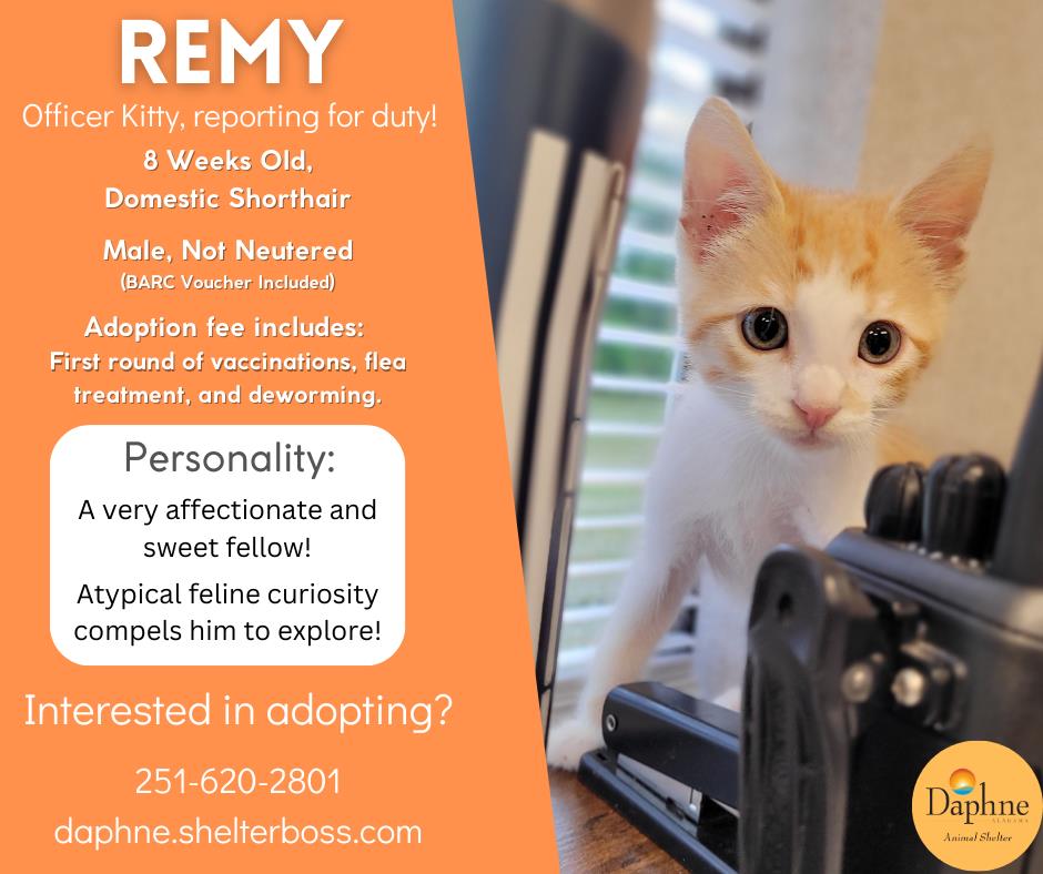 Remy #C-204: Male Cat