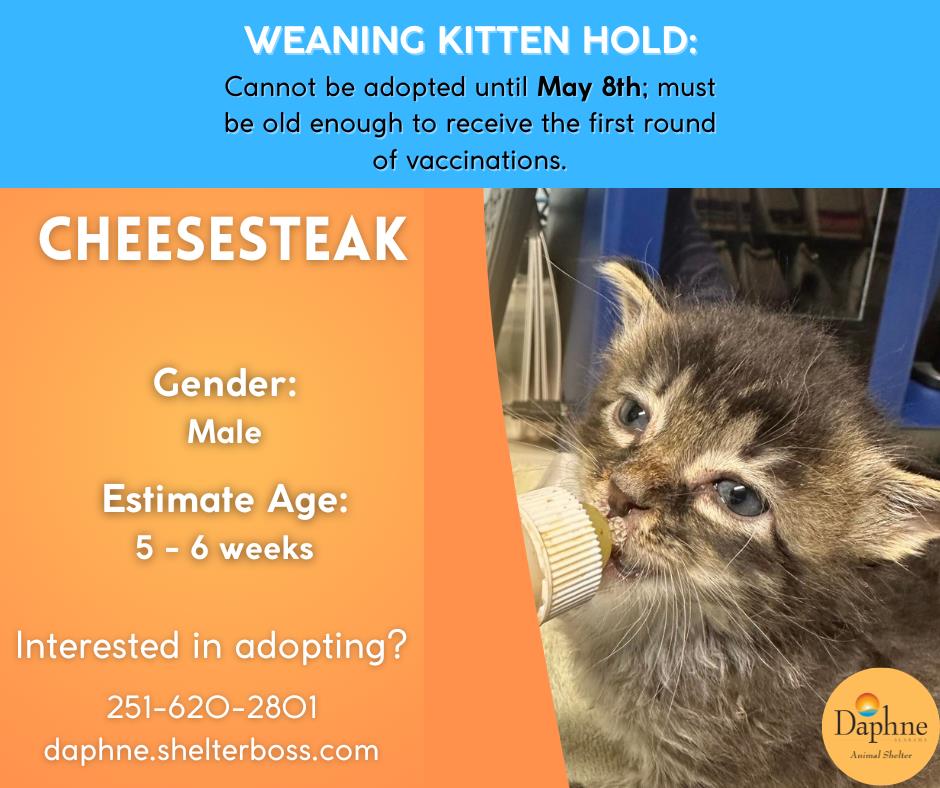 Cheese Steak #C-285: Male Cat