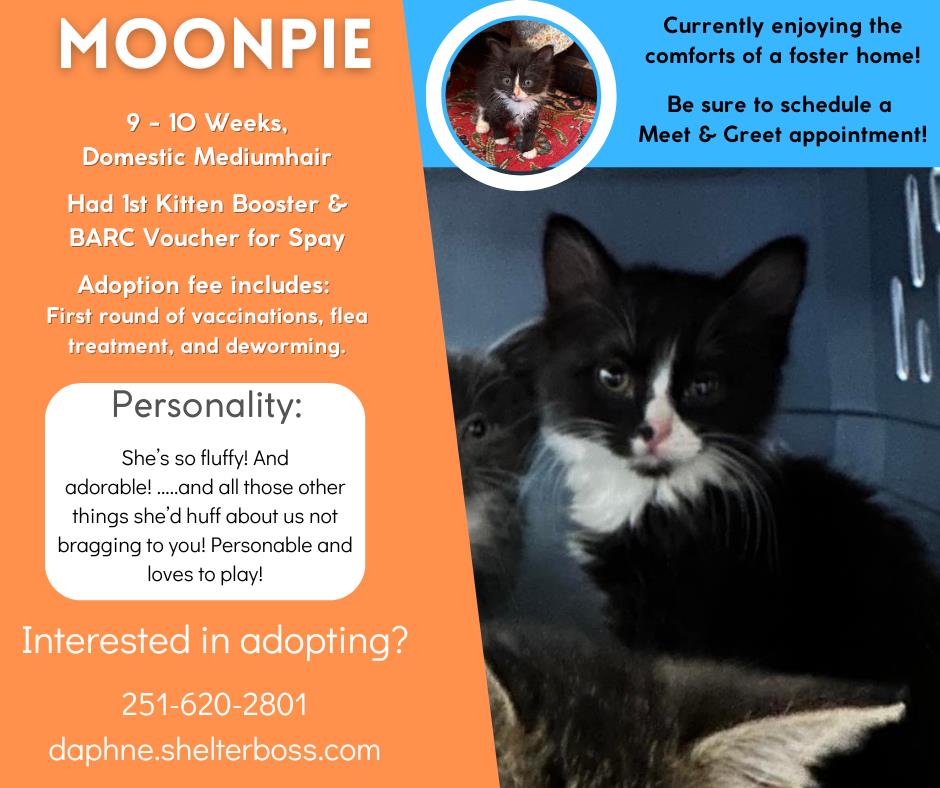 Moonpie #C-286: Female Cat