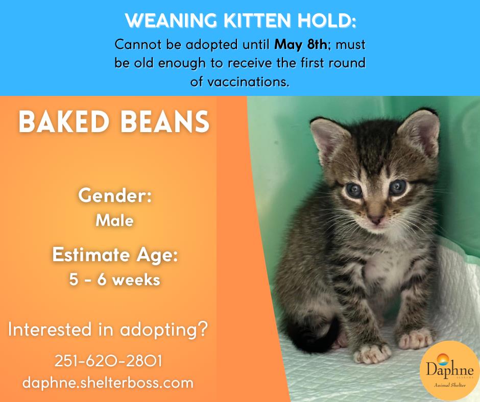 Baked Beans #C-288: Male Cat