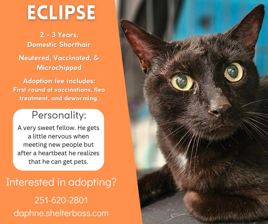 Eclipse #C-290: Male Cat