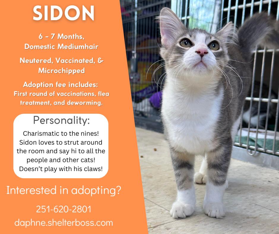Sidon #C-303: Male Cat