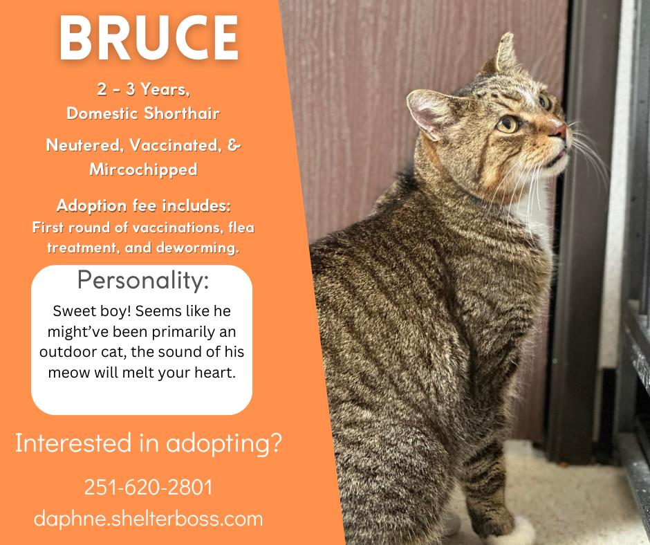 Bruce #C-281: Male Cat
