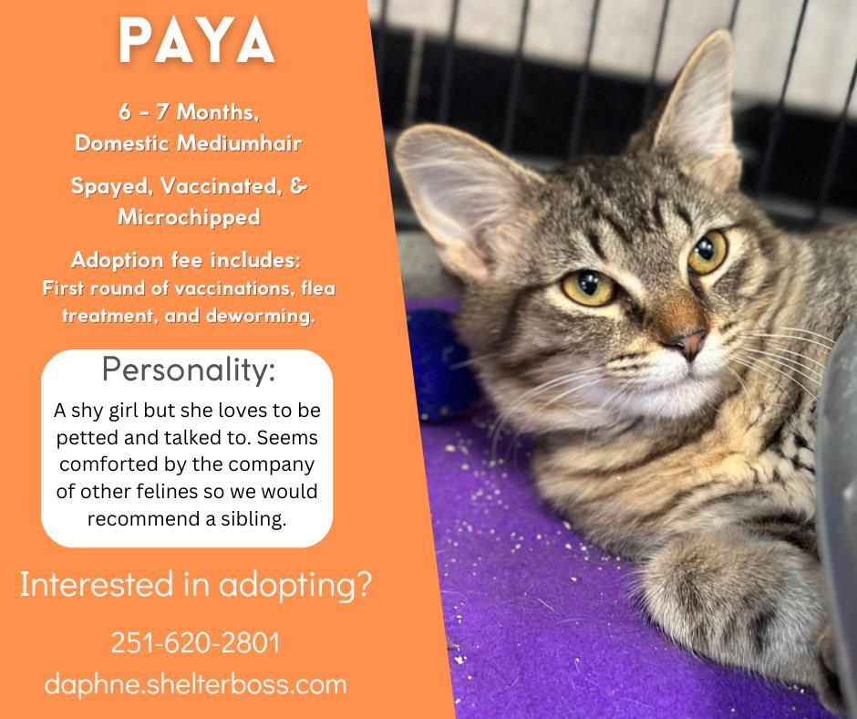 Paya #C-302: Female Cat