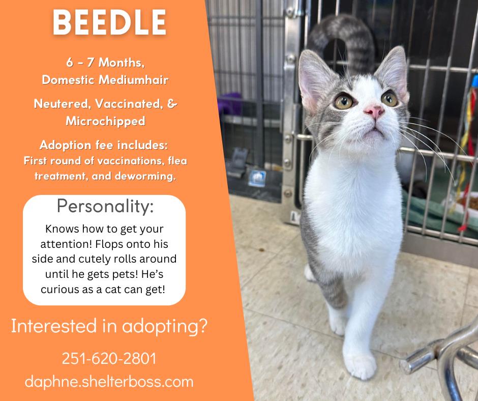 Beedle #C-306: Male Cat