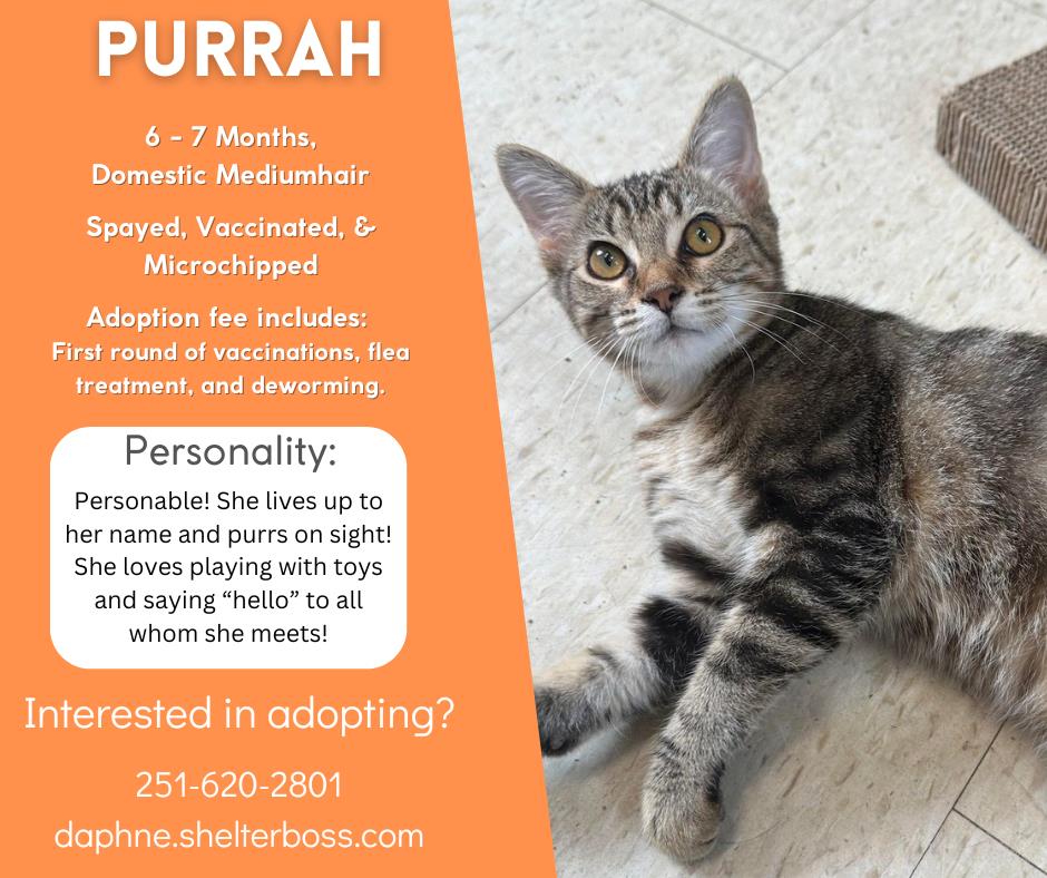 Purrah #C-307: Female Cat