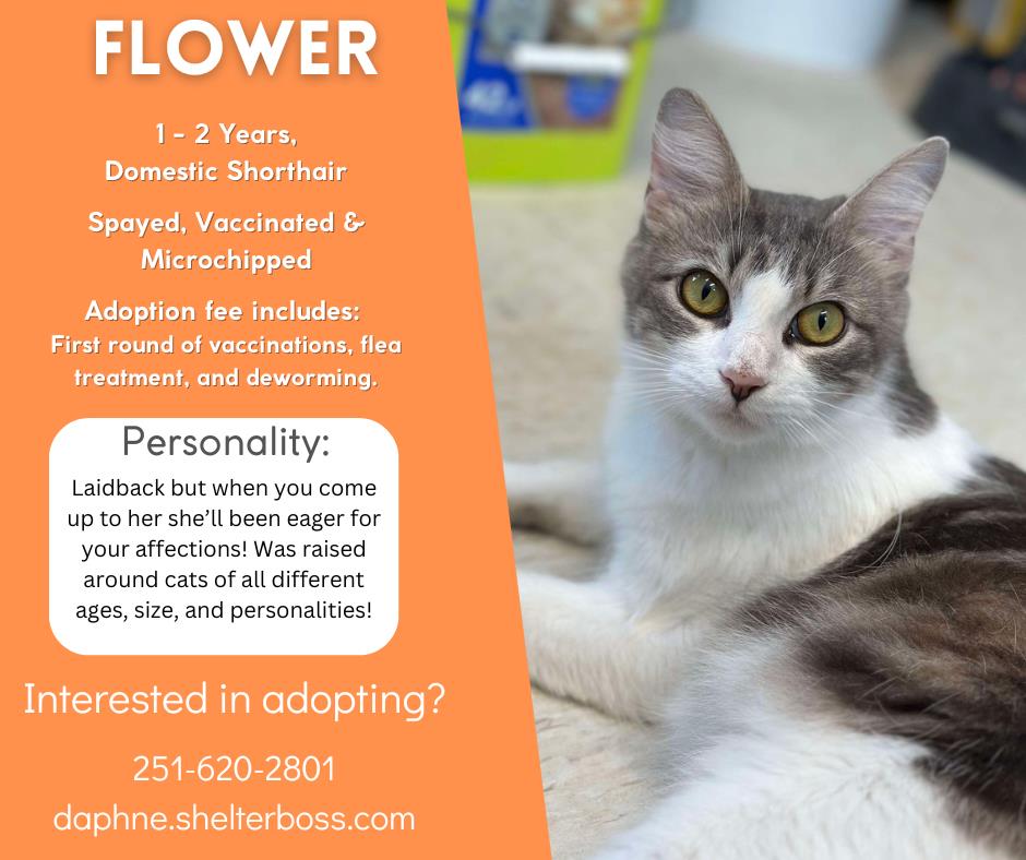 Flower #C-348: Female Cat