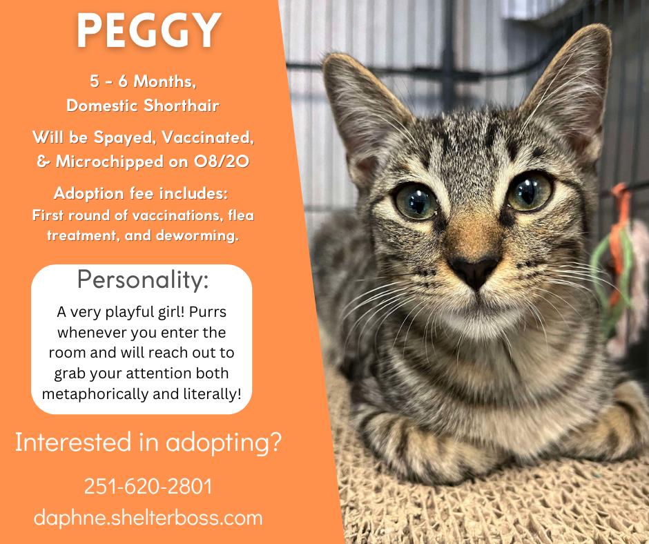 Peggy #C-350: Female Cat