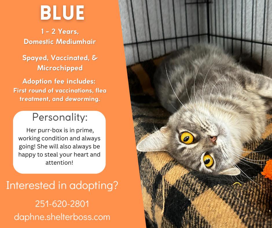 Blue #C-359: Female Cat