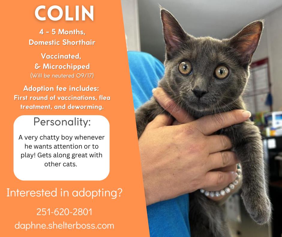 Colin #C-362: Male Cat