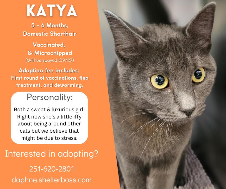 Katya #C-363: Female Cat