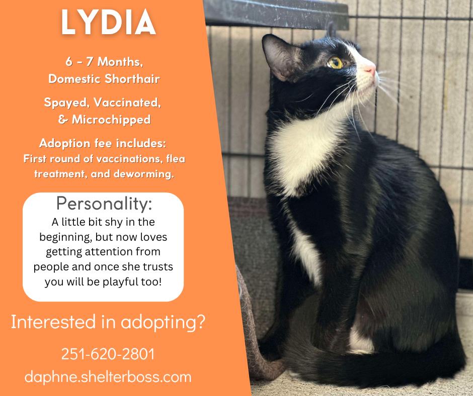 Lydia #C-365: Female Cat