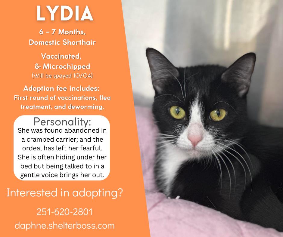 Lydia #C-365: Female Cat