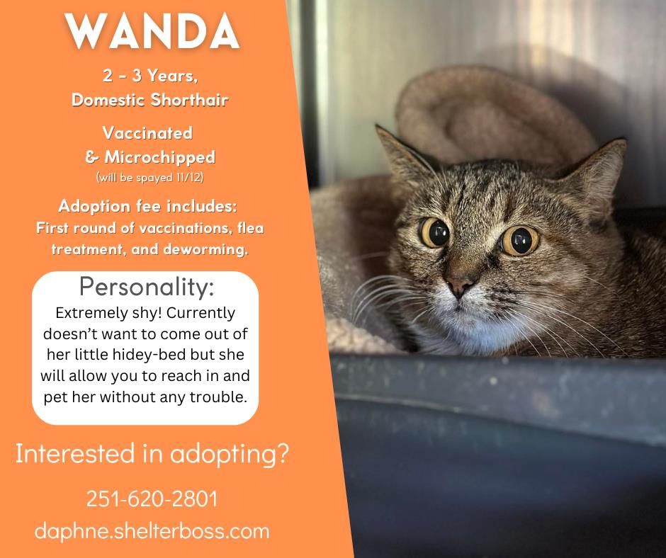 Wanda #C-369: Female Cat