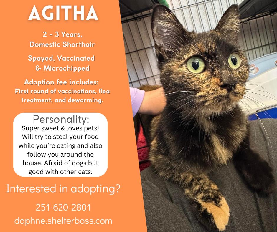 Agitha #C-379: Female Cat