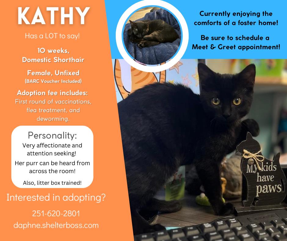 Kathy #C-151: Female Cat