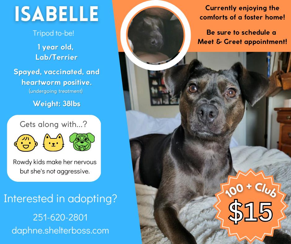 Isabelle #D-131: Female Dog