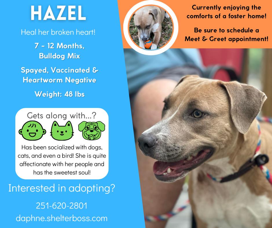 Hazel #D-297: Female Dog