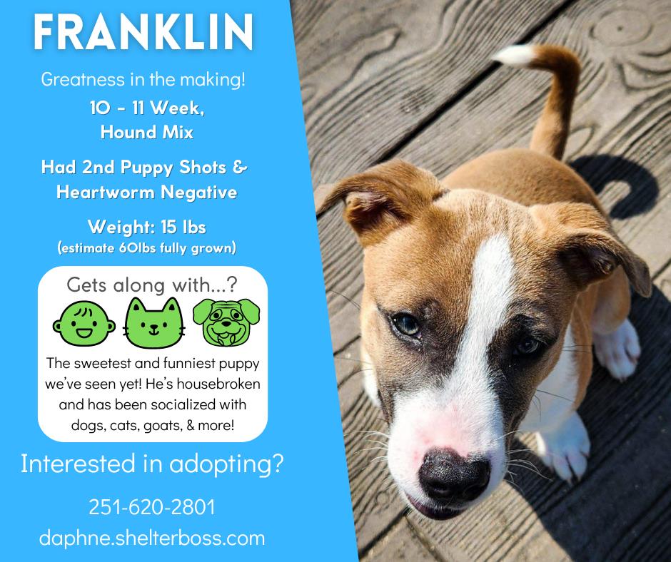 Franklin #D-306: Male Dog