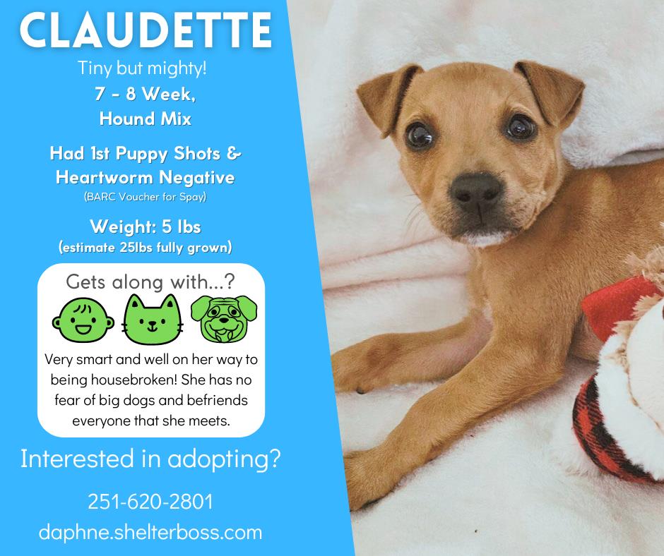 Claudette #D-310: Female Dog