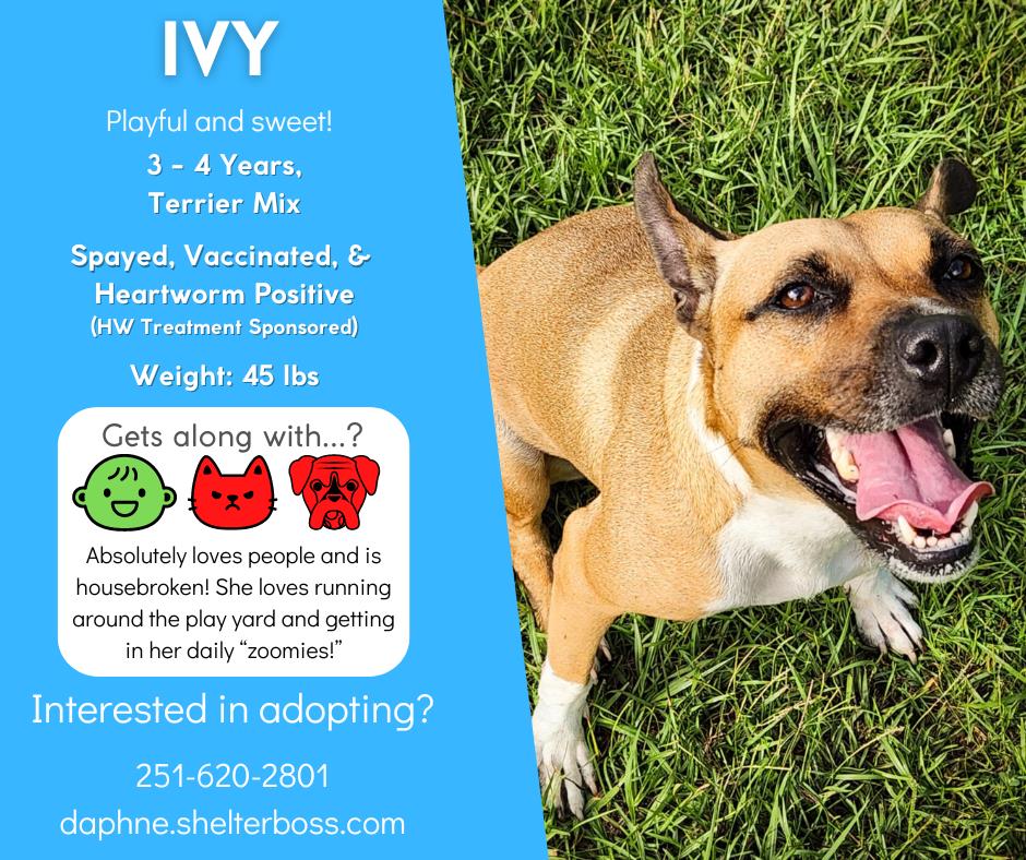 Ivy #D-329: Female Dog