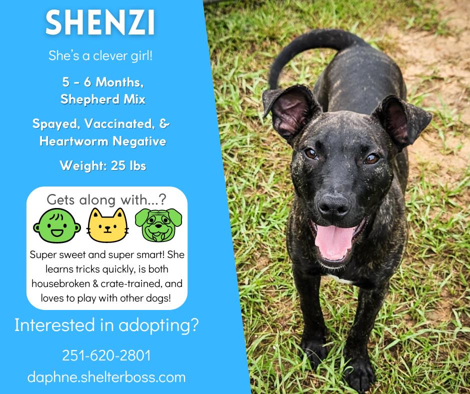 Shenzi #D-330: Female Dog