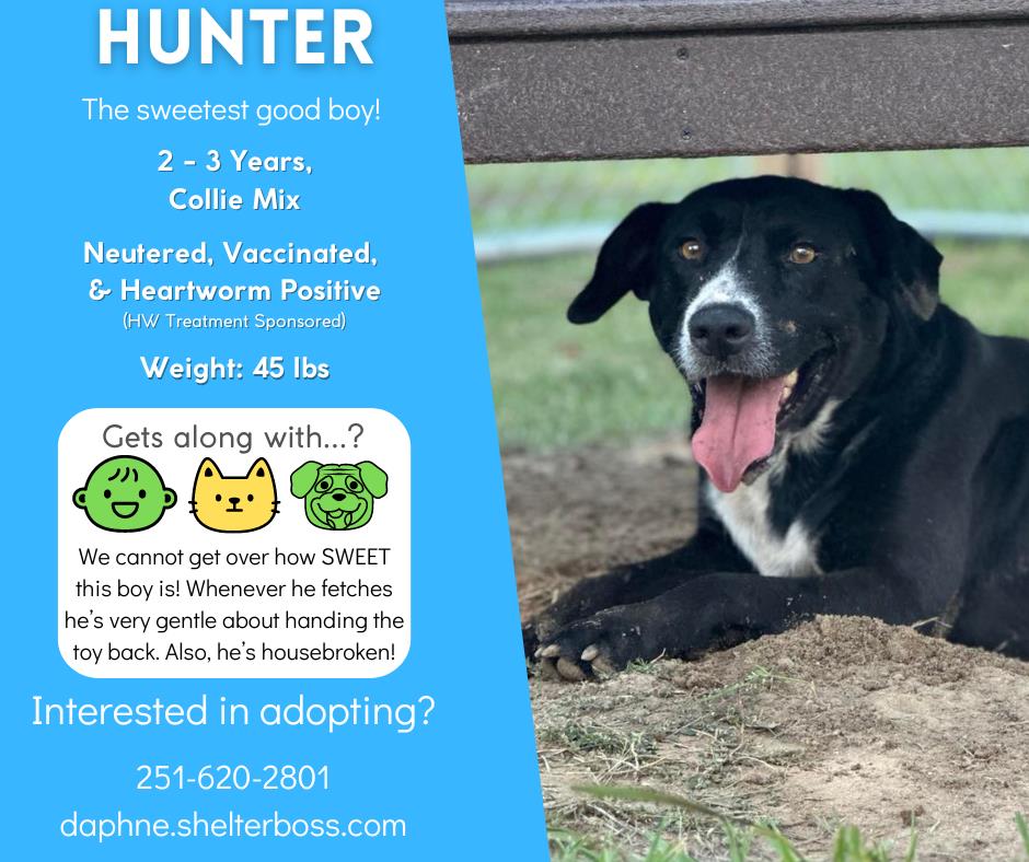 Hunter #D-352: Male Dog