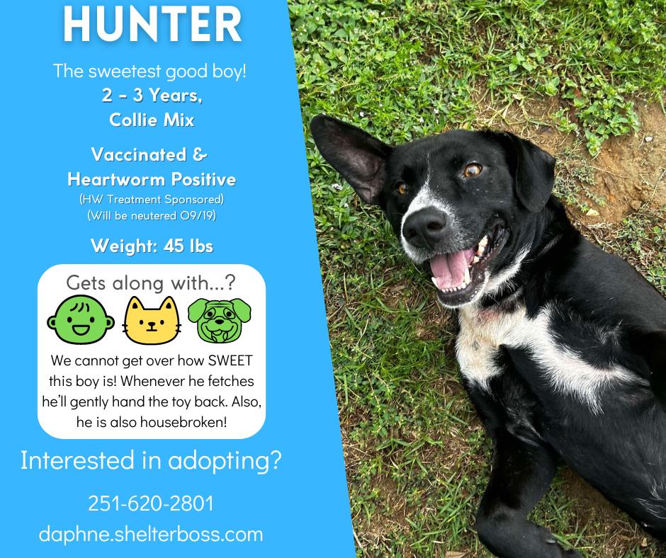 Hunter #D-352: Male Dog