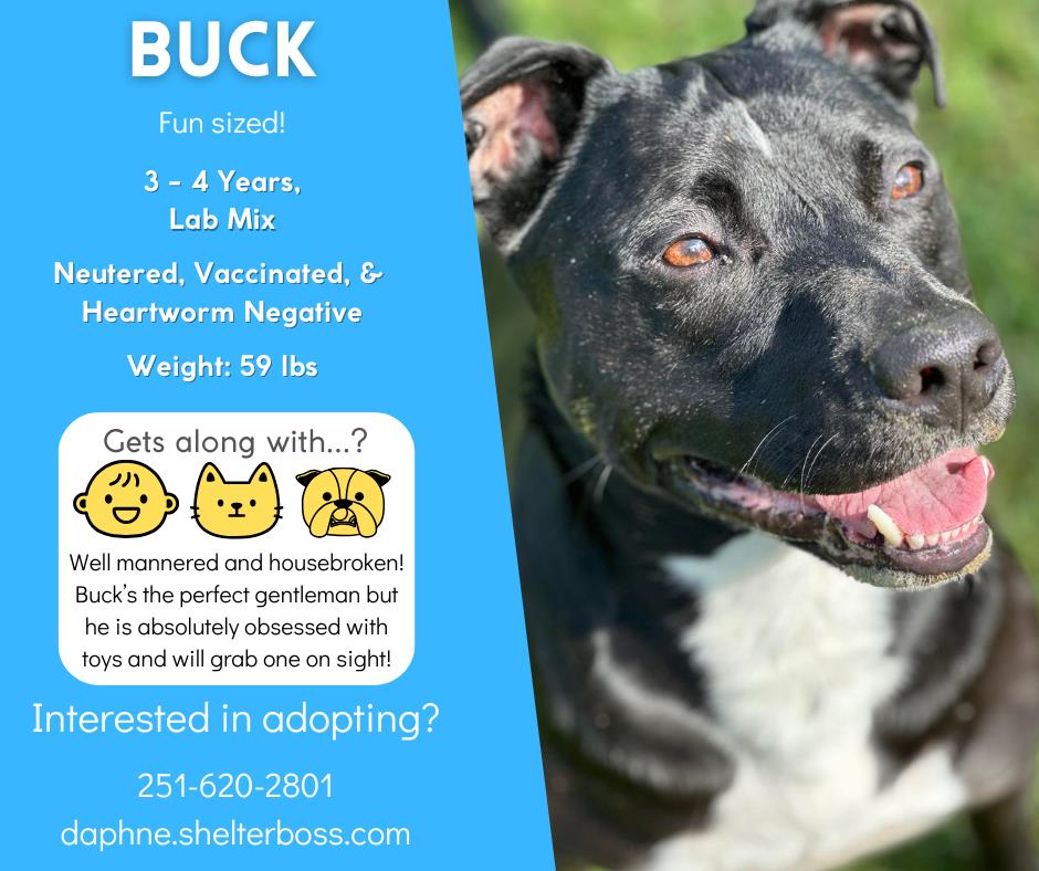 Buck #D-353: Male Dog