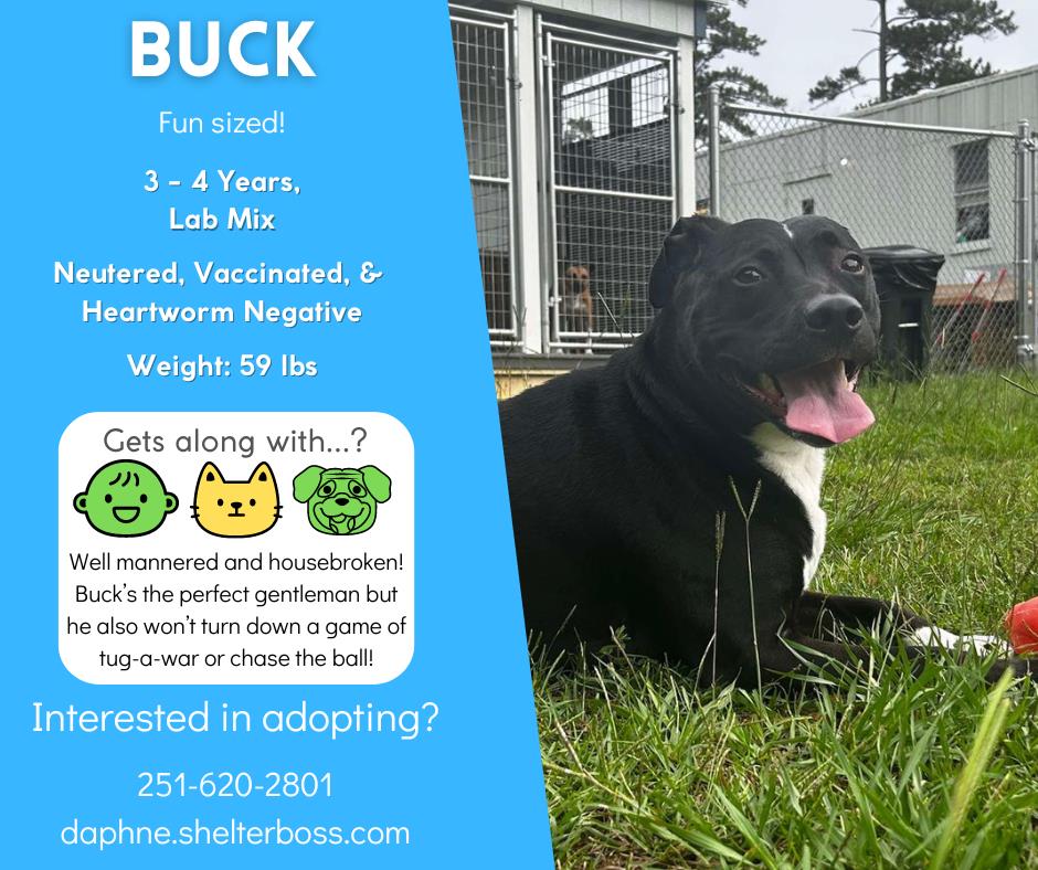 Buck #D-353: Male Dog