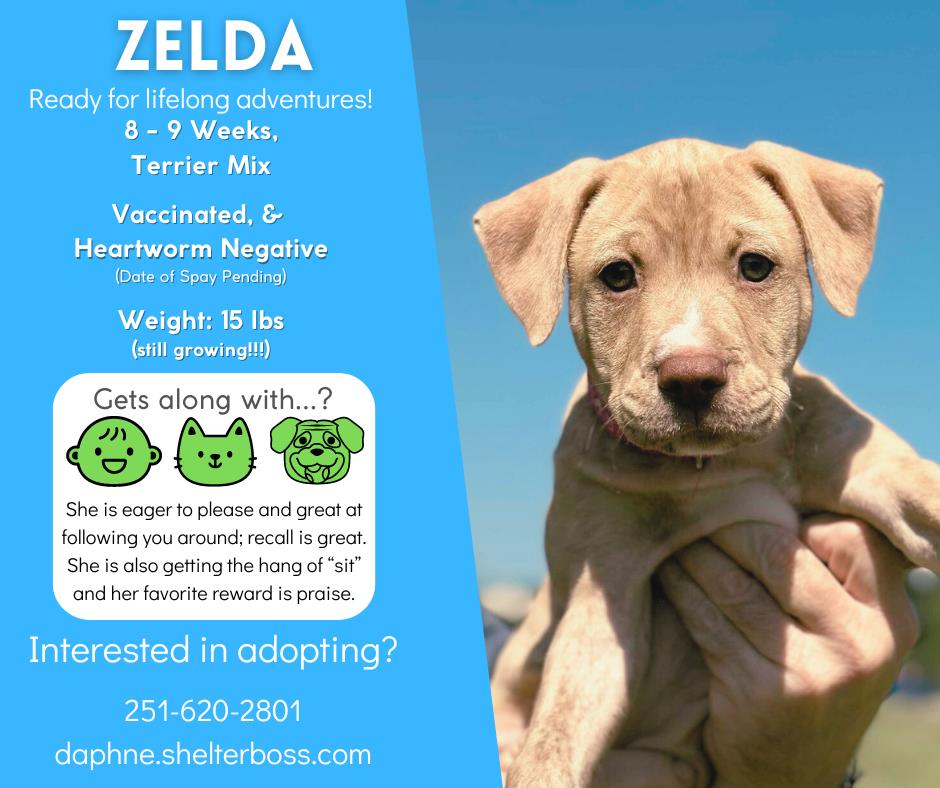 Zelda #D-357: Female Dog