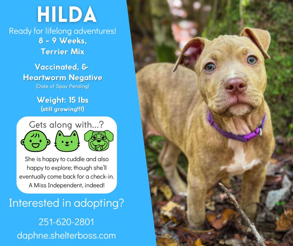 Hilda #D-358: Female Dog