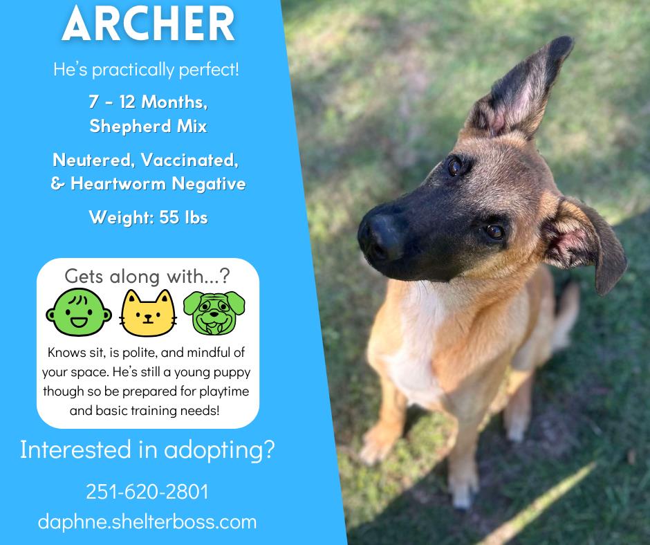 Archer #D-364: Male Dog