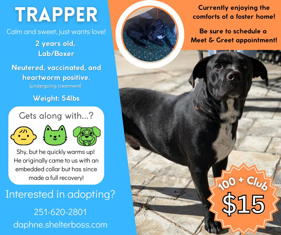 Trapper #D-121: Male Dog
