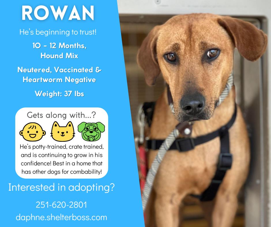 Rowan #D-254: Male Dog