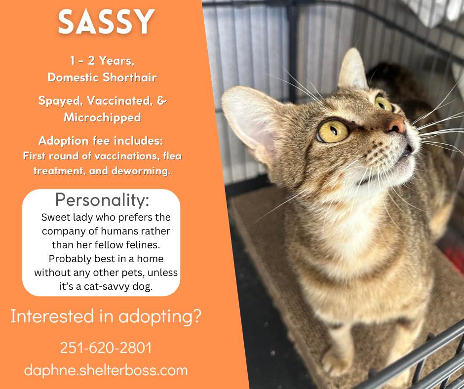 Sassy #C-347: Female Cat