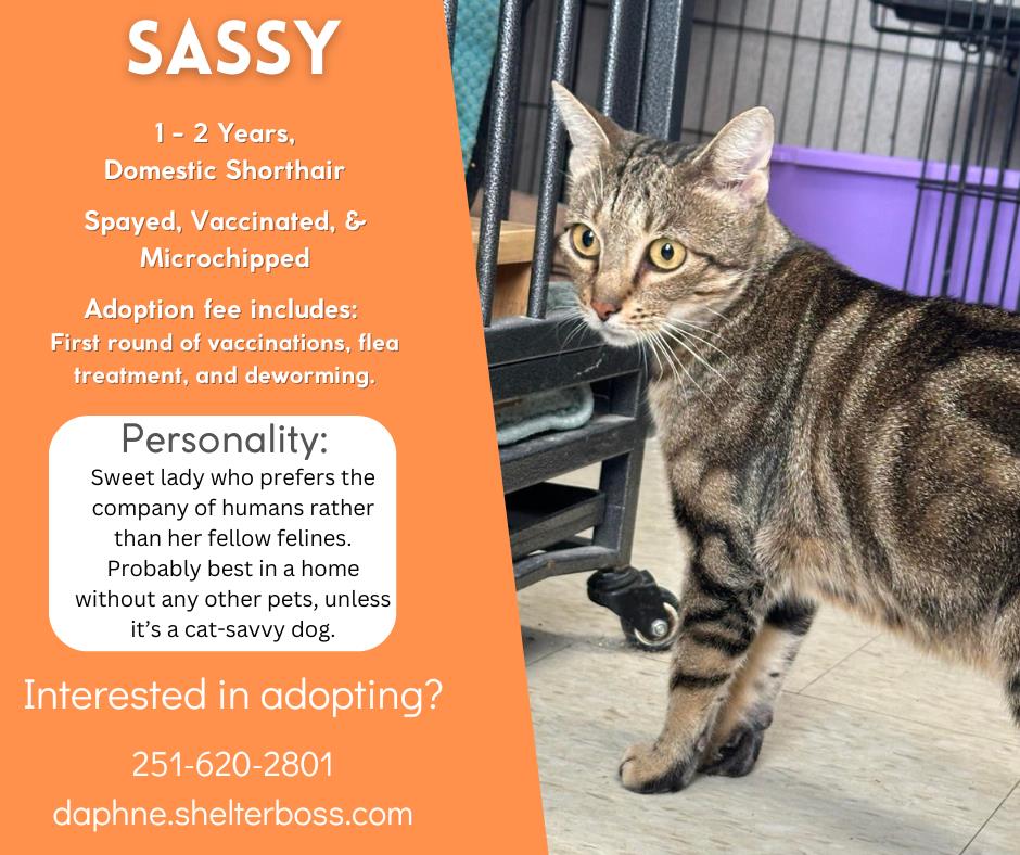 Sassy #C-347: Female Cat