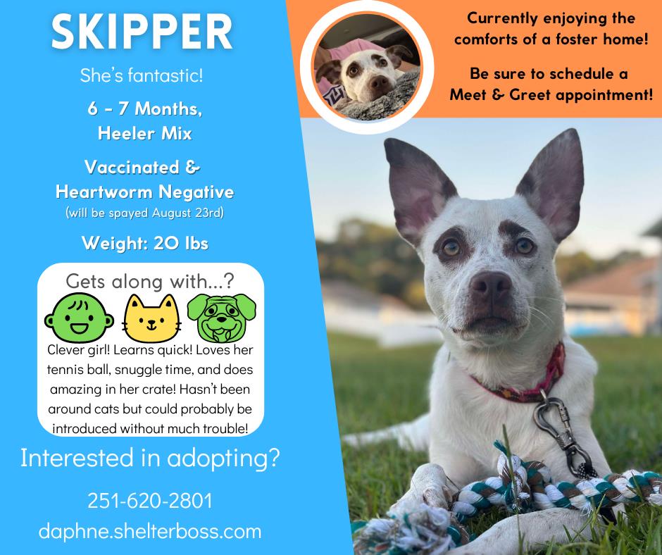 Skipper #D-336: Female Dog