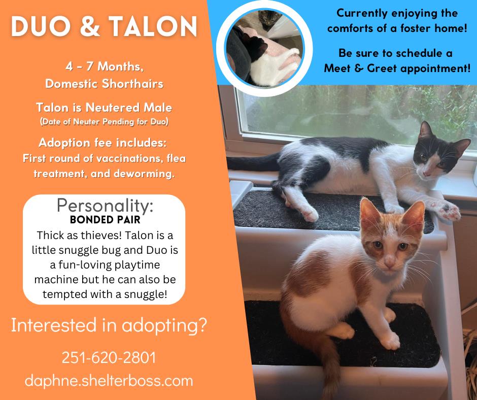 Talon #C-304: Male Cat
