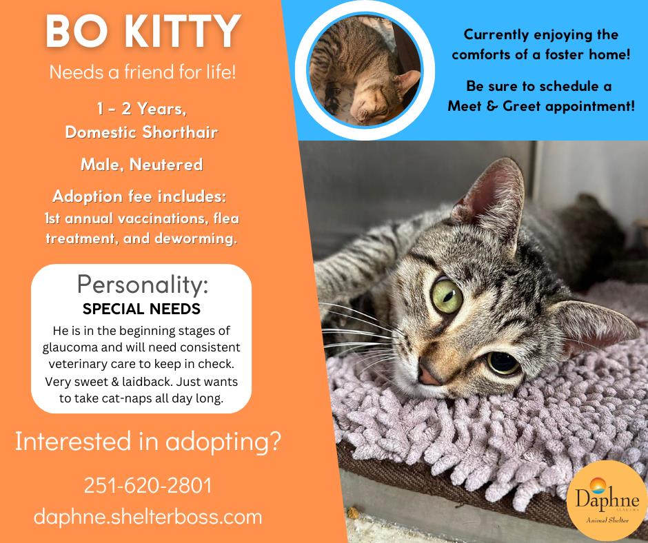 Bo Kitty