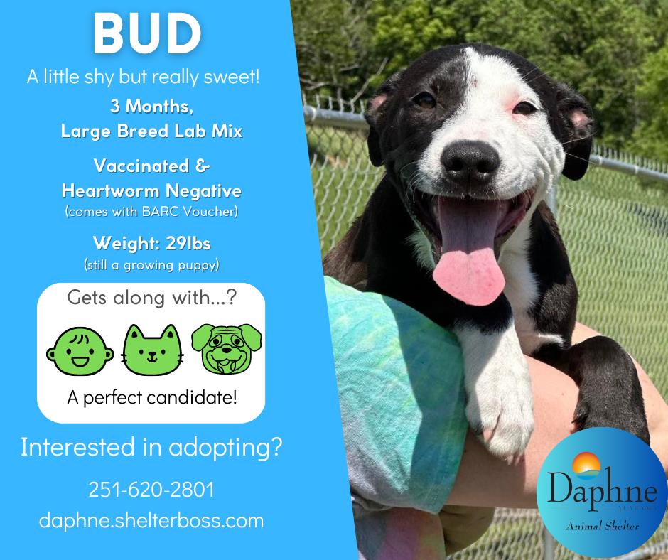 Bud
