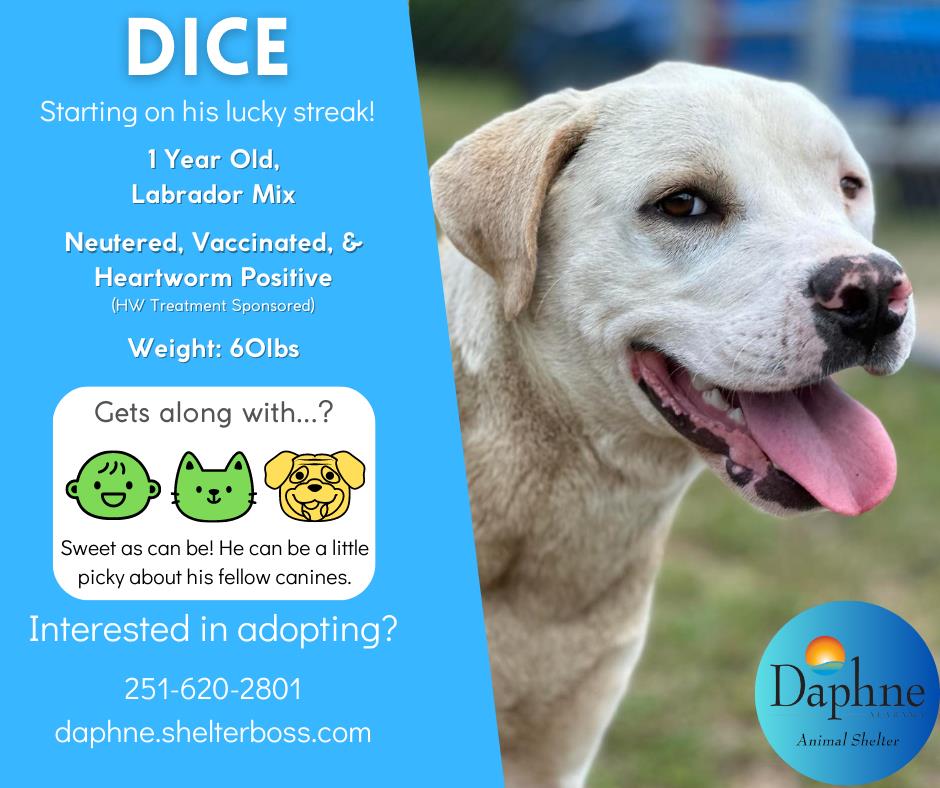 Dice