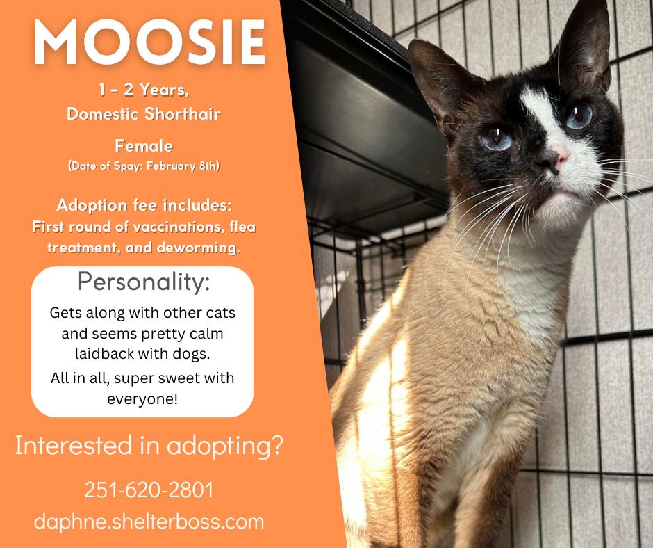home-daphne-shelterboss
